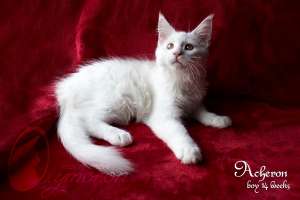 ������ ����� ���� ��� �� ��������� - ����������� 1