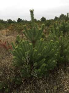 ������ ����� ����� �������. - ����������� 1