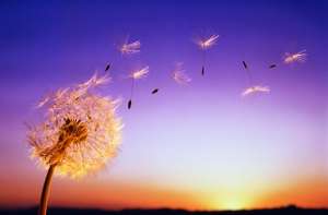 ������ ����� �����, ������������ ������� - ����������� 1