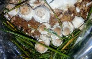 ������ ����� ������ - ����������� 1