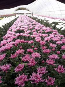 ������ + ����� �������� �� ���������� ����������� - ����������� 1