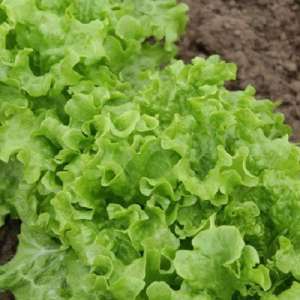 ������ ������ KS 190 ����� ������ - ����������� 1