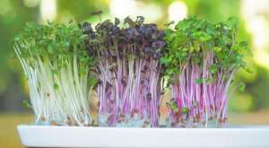 ������ ������ � ������ - ����������� 1