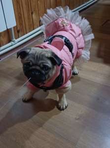 ������ ������ ���� ������� - ����������� 1