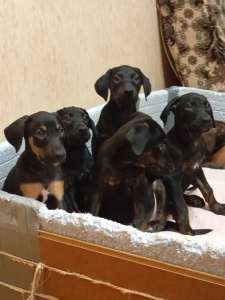 ������ ������ �����? ֳ �������� ��� ��� - ����������� 1