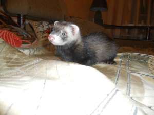 ������ ������ ������ (������) - ����������� 1