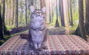 ������ ������ ����-��� �� ��������� - ����������� 1