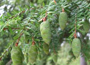 ������ ������� ����� ����� ��������� - ����������� 1