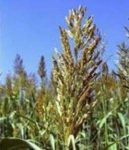 ������ �������, �������, ������ ��������, ������� � �������� ���� - ����������� 1