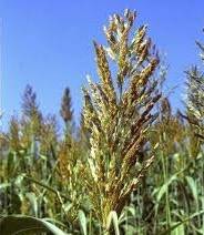 ������ �������, �������, �������� ������, ������� � �������� ���� - ����������� 1