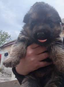 ������ ������� �������� ������� - ����������� 1