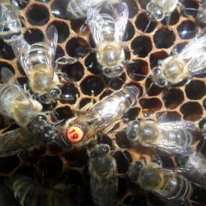 ������ ������� ���������� ���������� ������ - ����������� 1