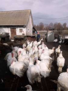 ������ �������� ���� ������� ����� ������. ������ ���� ���� - ����������� 1