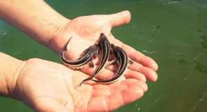 ������ �������� ������ - ����������� 1