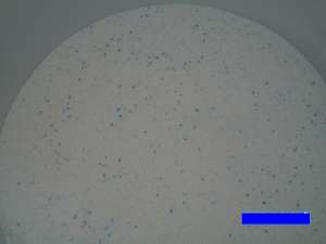 ������ �������� ������� �� ���������. - ����������� 1