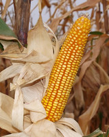 ������ �������� ��������, �����, ������������, ������ - ����������� 1