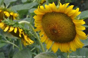 ������ ��������� �� �������� (25 �/�� �� 50 �/��) - ����������� 1