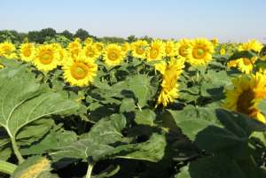 ������ ��������� ����� (95-100��) ���������� ����� - ����������� 1