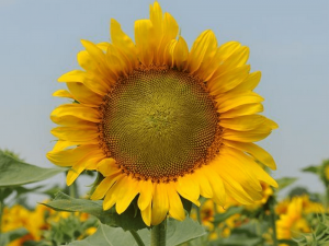 ������ ��������� "������ 105" �� ����-�������� - ����������� 1