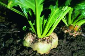 ������ ��������� ������ � ������������ (�������) - ����������� 1