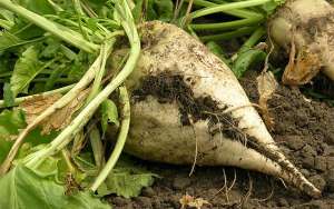 ������ ��������� ������ �� �������, ��������� - ����������� 1