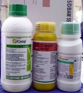 ������ ��������� ��������� ����������� ������ ������� ������� �������� ��� � ������. - ����������� 1