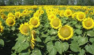 ������ ���������� ������ - ���������� � ������������� - ����������� 1