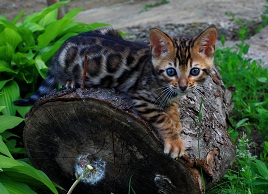 ������ ����������� ����� - ����������� 1