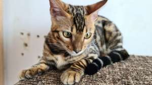 ������ ����������� ����� � ����� � �����������. - ����������� 1