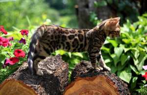 ������ ����������� ������� - ����������� 1