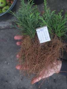 ������ ����������� ������� ������� � ���������� �� ����������� - ����������� 1