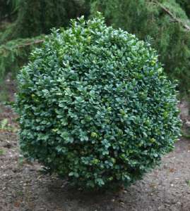 ������ ������������ � �������� � ����������� - ����������� 1