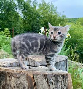 ������ ������������ ������� - ����������� 1