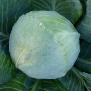 ������ ������������ ������� KS 60 F1 ����� ������ - ����������� 1