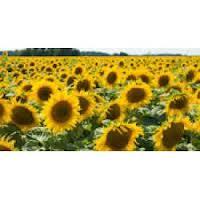 ������ �������������: ����, �������, �����. - ����������� 1