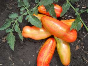 ������ ������������� ������ ������: ���������, �������, ��������� ����� 150 ������ ��������� �������! ��������� ������ ��� ���. - ����������� 1