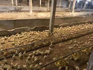 ������ �����-��������� ����� ����� - ����������� 1