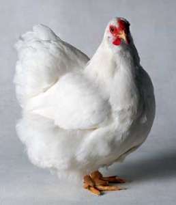 ������ �����-��������� ����� ����� �����. ���� ����� ����� ����. ������� ��� - ����������� 1