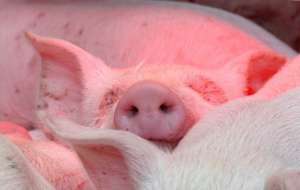 ������� � ����� ��� �/� ��������, ����, ��� - ����������� 1