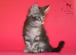 ������� ������ ���� ��� - ����������� 1