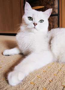 ������� ������ ���������� �������� - ����������� 1