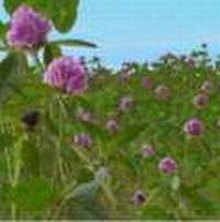 �������, �������, ����� - ����������� 1