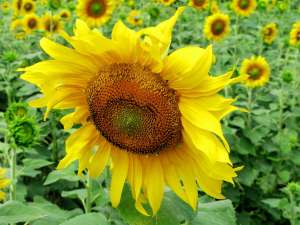 ������� ������� ������ ��������� - ����������� 1