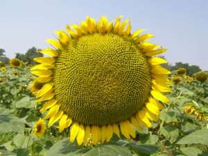 ������� ������� ������ ��������� �� ����-�������� - ����������� 1