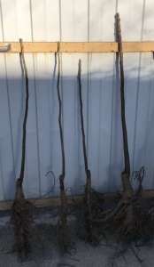 ������� �������, ������� � ������ �� ��������� �� ����� 2019 �. - ����������� 1