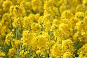 ������� ������� ������� ����� �� ����-�������� - ����������� 1