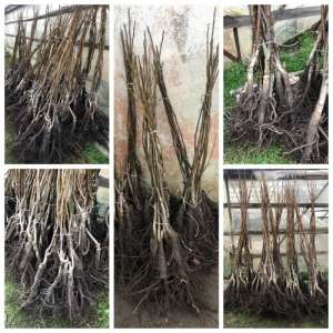 ������� �������, �������, ������ �� ��������� �� ����� 2020 �. - ����������� 1