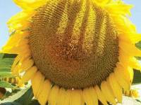 ������� ������� ��������� ����� �� ����-�������� - ����������� 1