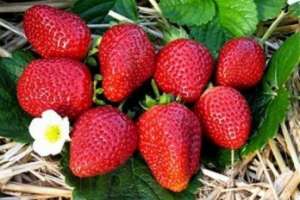 ������� �������� - ����������� 1