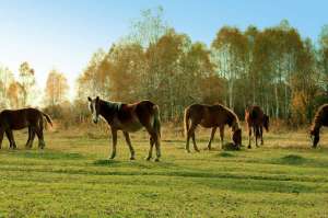 ������� �������� � ������������ ����� �� ����� � ������� - ����������� 1